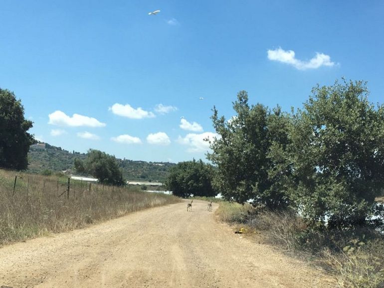 Gacelas trotando por la carretera en Shikhin, 2018 Shikhin Excavation Project