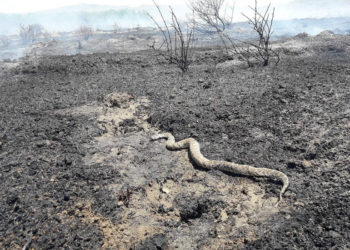 Agricultores presentarán demanda por crímenes de guerra contra Hamas por incendios
