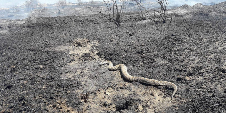 Agricultores presentarán demanda por crímenes de guerra contra Hamas por incendios