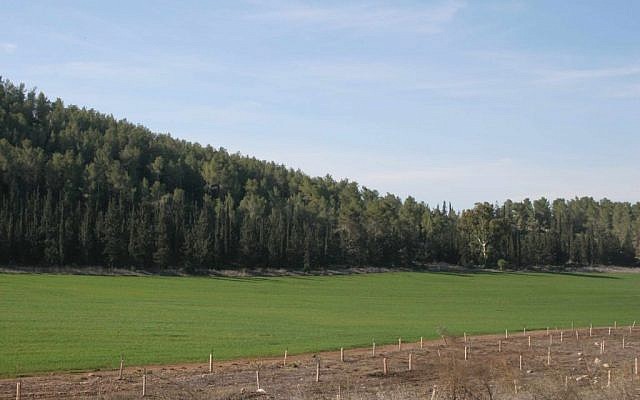 El pintoresco bosque de Maresha. (crédito de la foto: Shmuel Bar-Am)