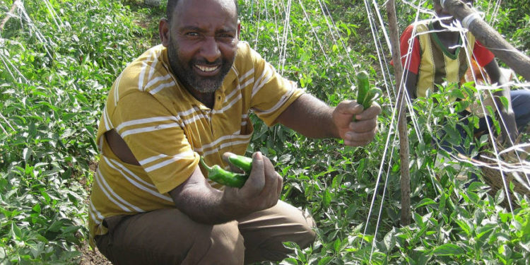 Nuevo programa de fondos utiliza tecnología israelí para ayudar a pequeños agricultores en África