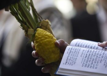 Verano en Holanda produce el primer Etrog natural en décadas