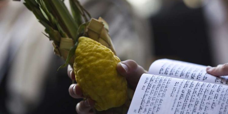 Verano en Holanda produce el primer Etrog natural en décadas