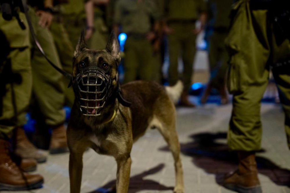 Las tropas israelíes participan en las operaciones en el pueblo de Shuweika, al norte de Judea y Samaria, en busca de un terrorista de la ciudad que mató a dos israelíes e hirió a un tercero, el 7 de octubre de 2018. (Fuerzas de Defensa de Israel)