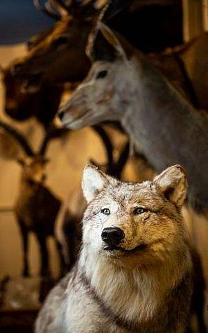 Todas las 1,100 especies mencionadas en la Biblia y el Talmud se pueden encontrar en el museo Torah Animal World en la ciudad de Nueva York. (Miqueas B. Rubin / Times of Israel)