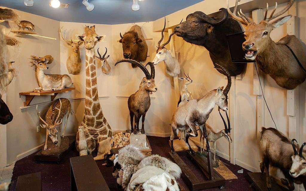 Todas las 1,100 especies mencionadas en la Biblia y el Talmud se pueden encontrar en el museo Torah Animal World en la ciudad de Nueva York. (Miqueas B. Rubin / Times of Israel)