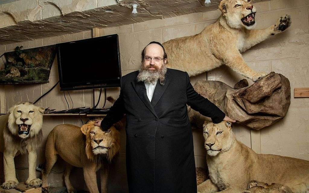 El rabino Shaul Shimon Deutsch, fundador de Torah Animal World, el museo de la ciudad de Nueva York que alberga las 1,100 especies mencionadas en la Biblia y el Talmud. (Miqueas B. Rubin / Times of Israel)