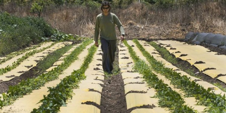 Dotan Goshen, el propietario de una bio-granja en el kibutz de Hama'apil, en el centro de Israel, camina entre hileras de vegetales en su granja orgánica de frutas y vegetales el 8 de mayo de 2017 (AFP PHOTO / JACK GUEZ)