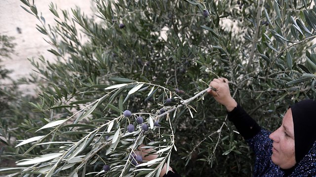 Mujer palestina recoge aceitunas (foto de archivo) (Foto: EPA)