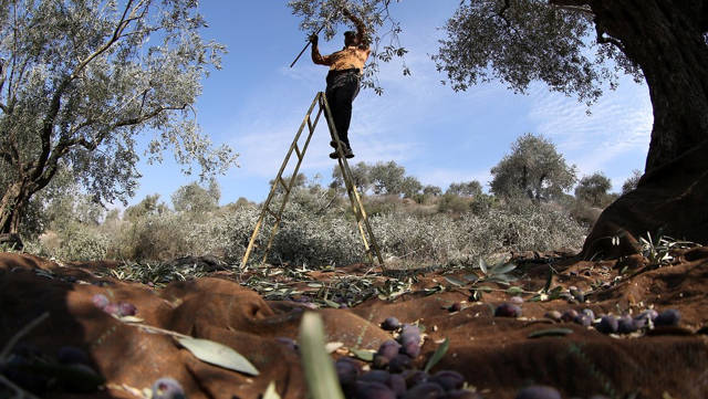 Agricultor palestino recolecta aceitunas (foto de archivo) (Foto: EPA)