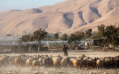 Ilustrativo Un pastor palestino en el valle del Jordán, 20 de noviembre de 2009. (Crédito de la foto: Yossi Zamir / Flash90)