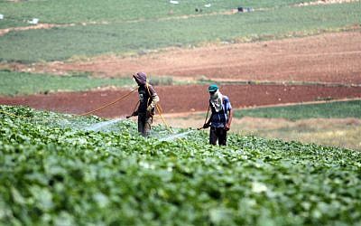 Foto ilustrativa de agricultores palestinos (crédito de foto: Issam Rimawi / Flash90)