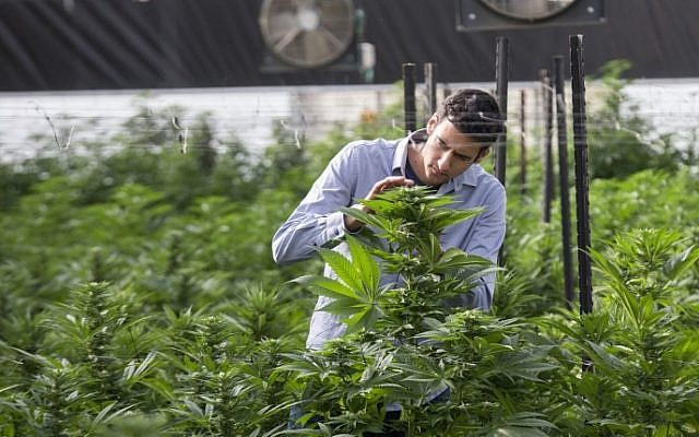 Ilustrativo: un ingeniero agrícola israelí inspecciona plantas de marihuana en el invernadero Pharma de BOL (Breath Of Life) en la segunda plantación de cannabis medicinal más grande del país, cerca de Kfar Pines en el norte de Israel, el 9 de marzo de 2016. (Jack Guez / AFP)