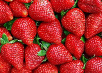 Gaza exporta el primer cargamento de fresas a Inglaterra