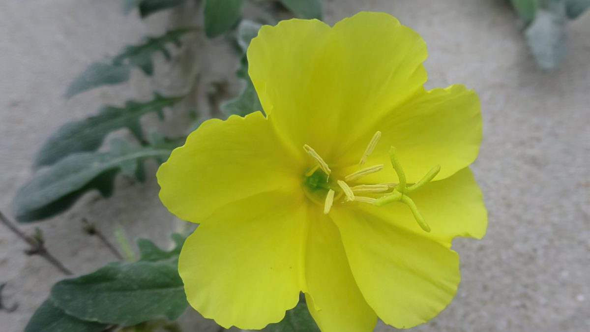 Científicos israelíes descubren la flor que puede oír a las abejas acercándose