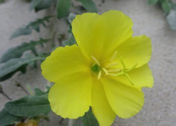 Científicos israelíes descubren la flor que puede oír a las abejas acercándose
