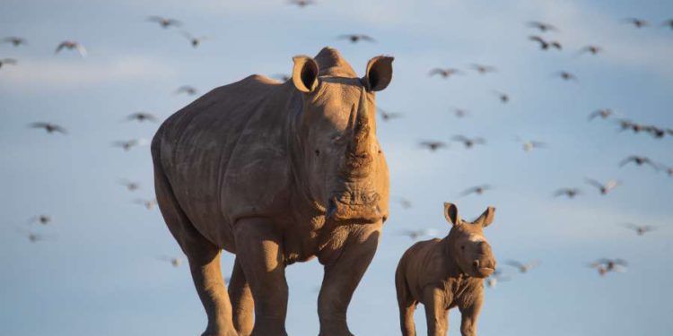 ¡Mazal Tov! Bebé rinoceronte nace en el Gan Safari de Israel