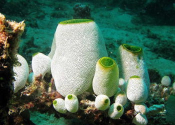 Una colonia de didemnum molle. Según los investigadores de la Universidad de Tel Aviv, los ascidianos como este han estado ingiriendo pequeñas piezas de plástico y aditivos relacionados con el plástico en el agua de mar. Crédito: Silke Baron / Wikimedia Commons.