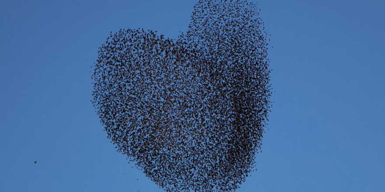 Las aves migratorias se arremolinan en los cielos de Israel