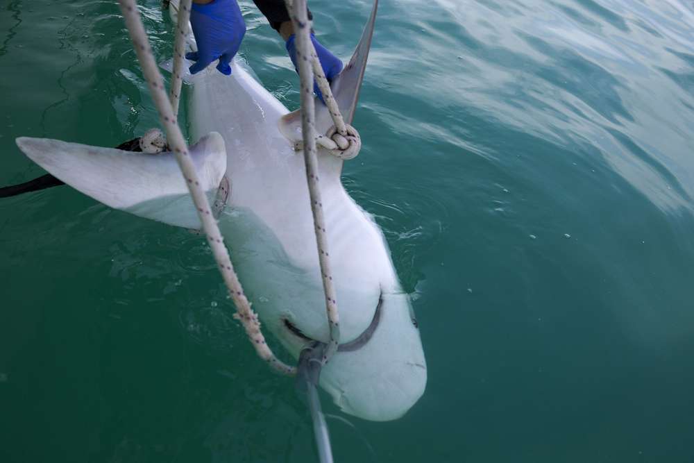 Los investigadores examinan un tiburón de arena frente a la costa de Hadera. (Foto AP / Ariel Schalit)