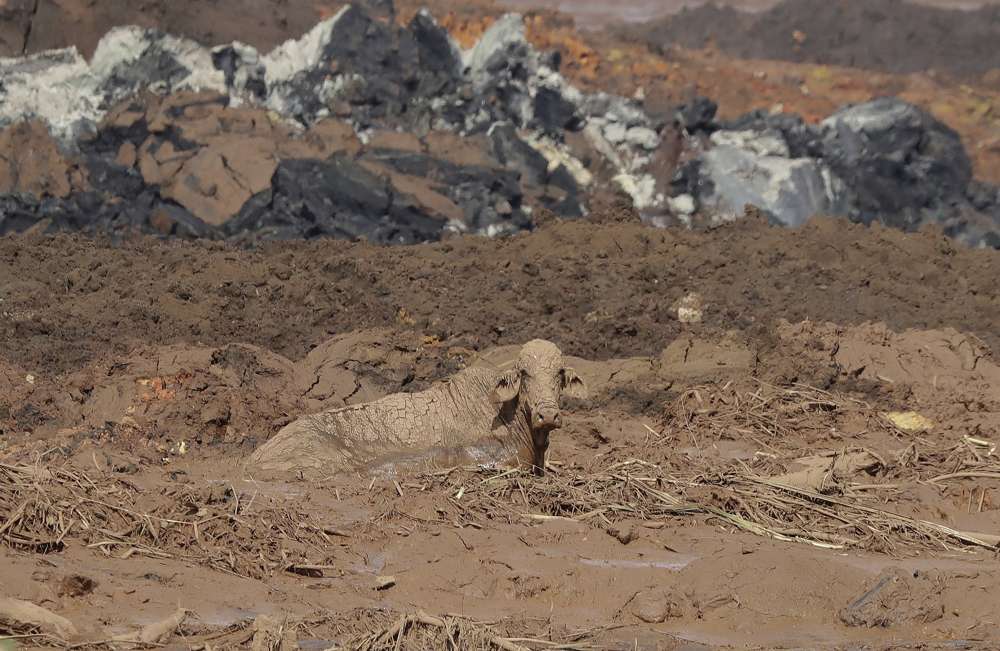 Una vaca estancada después de que una presa se colapsó en Brumadinho, Brasil, el domingo 27 de enero de 2019. Las autoridades brasileñas suspendieron el domingo la búsqueda de posibles sobrevivientes de un colapso de la represa del 25 de enero que mató al menos a 40 personas en medio de temores de que otra presa cercana, propiedad de la misma empresa, también estaba en riesgo de colapsar. (Foto AP / Andre Penner)