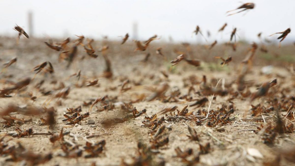 Una plaga de langostas se incuba sobre Oriente Medio