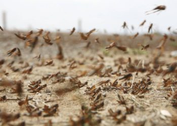 Una plaga de langostas se incuba sobre Oriente Medio