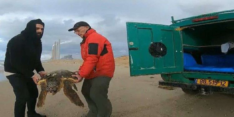 Se encontraron decenas de tortugas marinas heridas en la costa de Israel