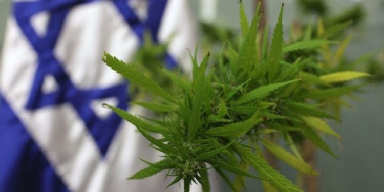 Una planta de cannabis fue llevada a la Knesset en 2009 para el Comité de Bienestar Laboral y Salud, que abordaba el tema de la marihuana medicinal. (Kobi Gideon / Flash 90)