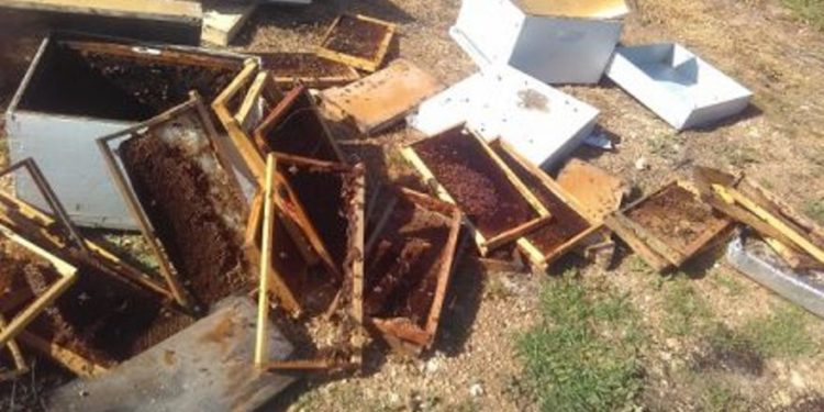 Algunas de las colmenas de Yinon Arkin, que fueron robadas de su panal y destruidas | Foto: Yinon Arkin