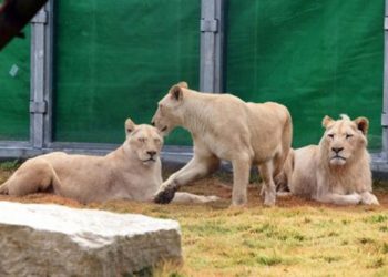 Los leones jóvenes son probablemente los primeros de su tipo en Beersheba en aproximadamente 700 años. | Foto: Dudu Grunshpan