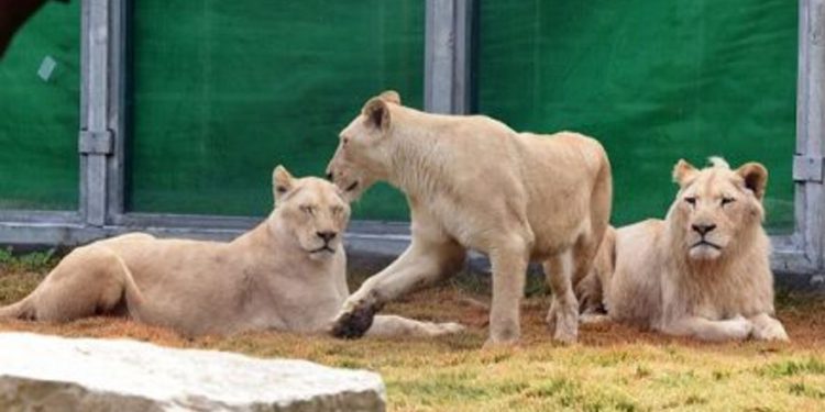 Los leones jóvenes son probablemente los primeros de su tipo en Beersheba en aproximadamente 700 años. | Foto: Dudu Grunshpan