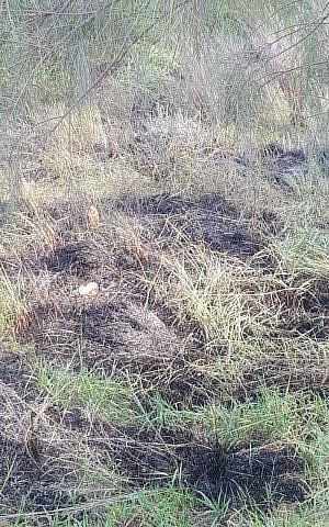 Los pastizales ardieron en un incendio provocado por un globo que transportaba un dispositivo incendiario desde la Franja de Gaza en el sur de Israel el 19 de febrero de 2019. (Servicios de Bomberos y Rescate)