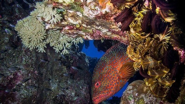Arrecifes de coral en el Golfo de Eilat (Foto: Autoridad de Parques y Naturaleza)