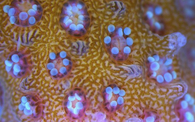 Un fragmento de un coral visto con un microscopio en el Instituto Interuniversitario de Ciencias Marinas, IIU, en la ciudad del Mar Rojo de Eilat, sur de Israel, 11 de febrero de 2019. (Ariel Schalit / AP)