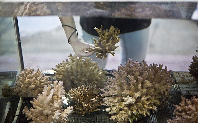 Jessica Bellworthy, investigadora de corales en el Instituto Interuniversitario de Ciencias Marinas, IUI, examina los corales en tanques tratados para simular las condiciones futuras de cambio climático en la ciudad del mar Rojo de Eilat, sur de Israel, 11 de febrero de 2019. (Ariel Schalit / AP)