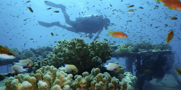 Corales en la granja de corales del Instituto Interuniversitario de Ciencias Marinas en la ciudad del mar Rojo de Eilat, sur de Israel, 17 de enero de 2019. (Instituto Interuniversitario de Ciencias Marinas / Dror Komet a través de AP)