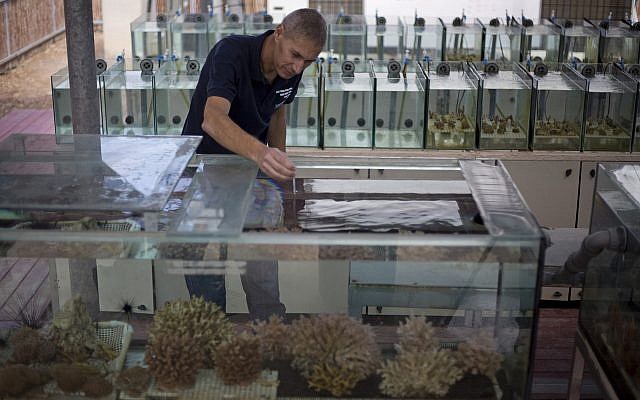 Maoz Fine, un experto en arrecifes de coral en la Universidad de Bar-Ilan, mide la temperatura del agua de los tanques tratados para simular las futuras condiciones de cambio climático en un laboratorio en la ciudad del mar Rojo de Eilat, sur de Israel, el 11 de febrero de 2019. (Ariel Schalit / AP)