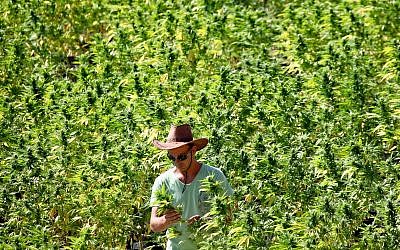 Ilustrativo: Un trabajador tiende a las plantas de cannabis en una instalación en crecimiento para la compañía Tikun Olam cerca de la ciudad norteña de Safed, 31 de agosto de 2010. (Abir Sultan / Flash 90)