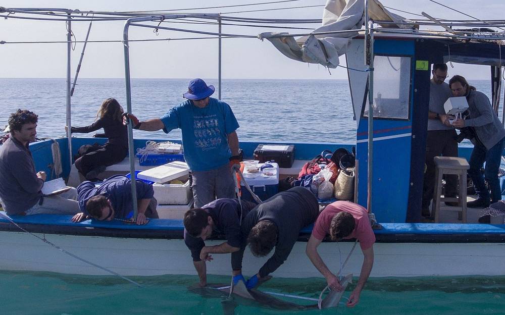 En esta foto del lunes 21 de enero de 2019, investigadores del proyecto de depredadores en la Estación de Investigación Marina Morris Kahn establecida por la Universidad de Haifa en el Mar Mediterráneo, frente a la costa norte, examinan un tiburón de arena de 6 pies (1,8 metros). Ciudad israelí de Hadera. (Foto AP / Ariel Schalit)