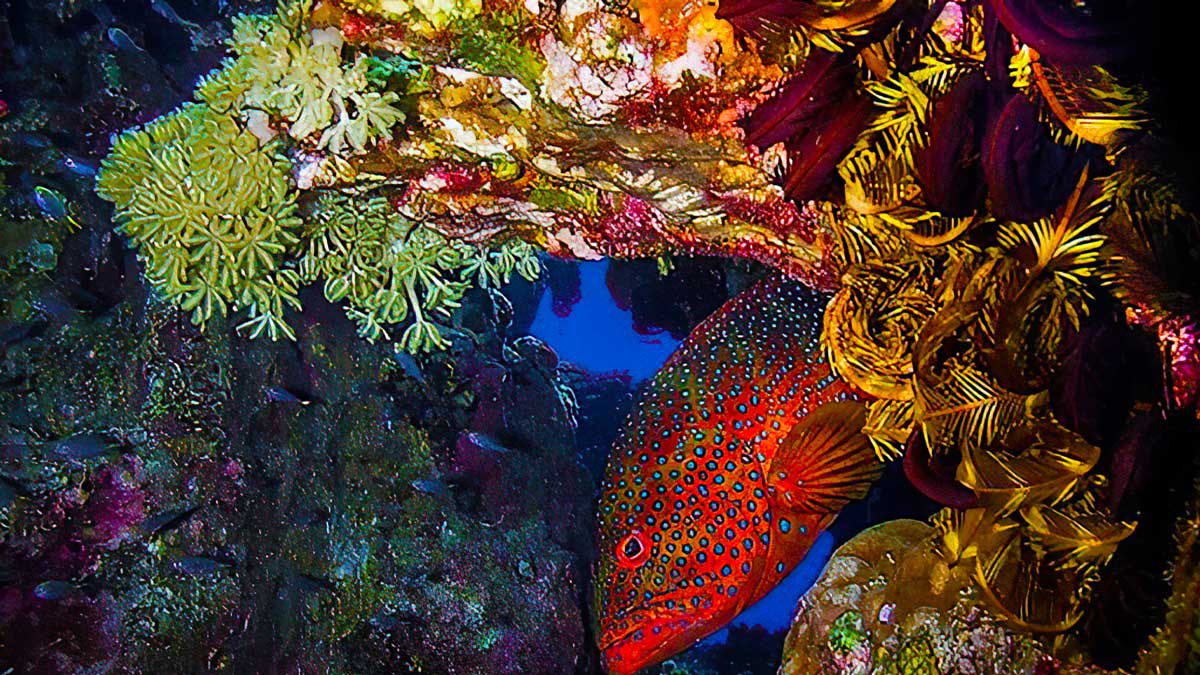 ¿Es Israel la clave para salvar los arrecifes de coral del mundo?