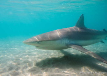 Nueva migración de tiburones a Israel abre una ventana de investigación y turismo