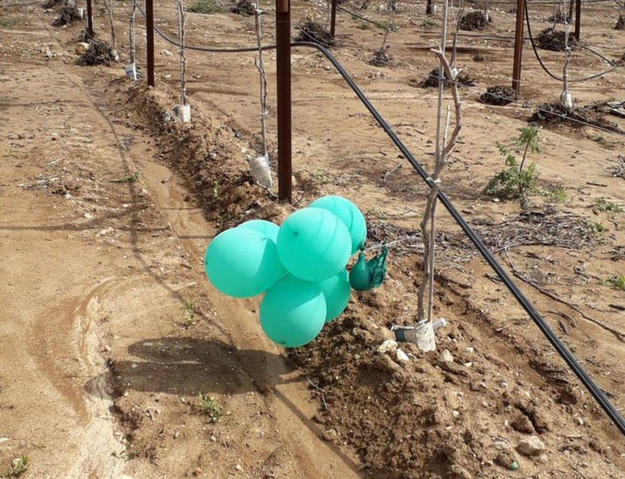 globo incendiario lanzado desde Gaza provocó un pequeño incendio luego de aterrizar en el Consejo Regional de Eshkol