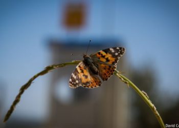 Un billón de mariposas visitan Israel durante las celebraciones de Purim