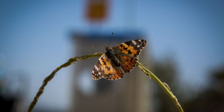 Un billón de mariposas visitan Israel durante las celebraciones de Purim