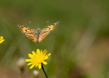 En fotos: Israel se despierta con un frenesí de mariposas