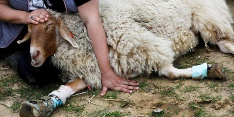 Freedom Farm sirve como refugio para animales en su mayoría discapacitados y como centro educativo para visitantes.