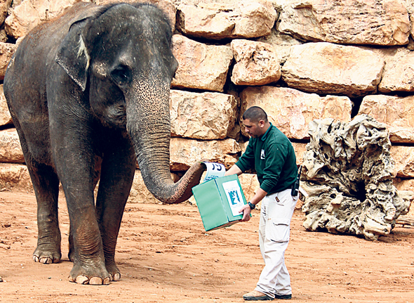 Un elefante votando en el zoológico bíblico de Jerusalén. Foto: Yaara Bosque Tamari