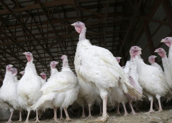 Ilustrativo: pavos en una granja en Nueva Jersey en noviembre de 2018 (AP Photo / Seth Wenig)