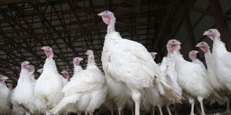 Ilustrativo: pavos en una granja en Nueva Jersey en noviembre de 2018 (AP Photo / Seth Wenig)